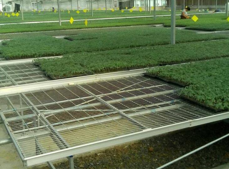 <a href='http://m.zycyzx.com/miaochuangsheshi/199.html'target='_blank'>育苗床</a>.jpg